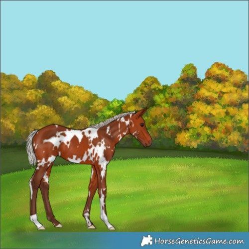 Horse Color:White Spotted Silver Bay 