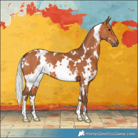 Horse Color:White Spotted Silver Bay 