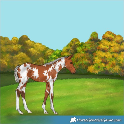 Horse Color:White Spotted Silver Bay 
