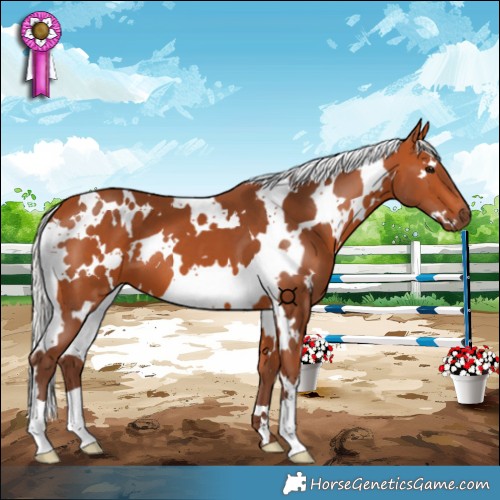 Horse Color:White Spotted Silver Bay