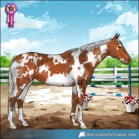 Horse Color:White Spotted Silver Bay 