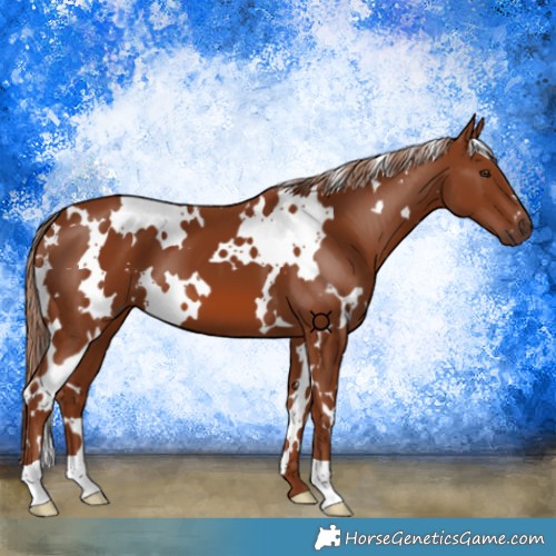 Horse Color:White Spotted Chestnut