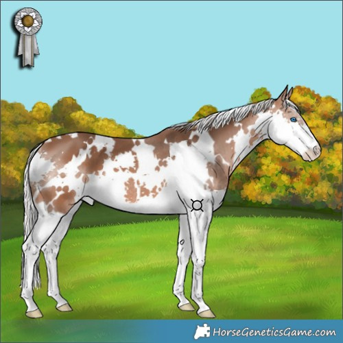 Horse Color:White Spotted Silver Brown Splash 