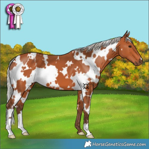 Horse Color:White Spotted Silver Bay