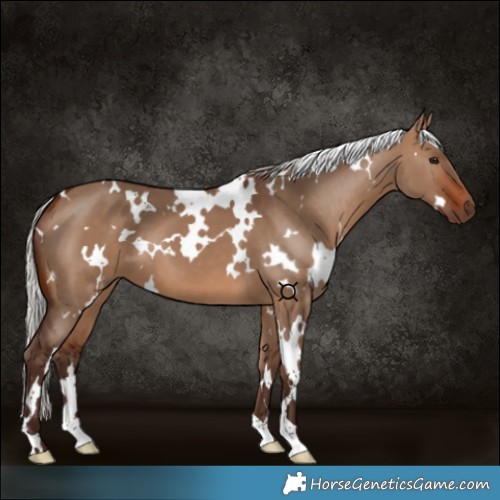 Horse Color:White Spotted Silver Brown Dun 