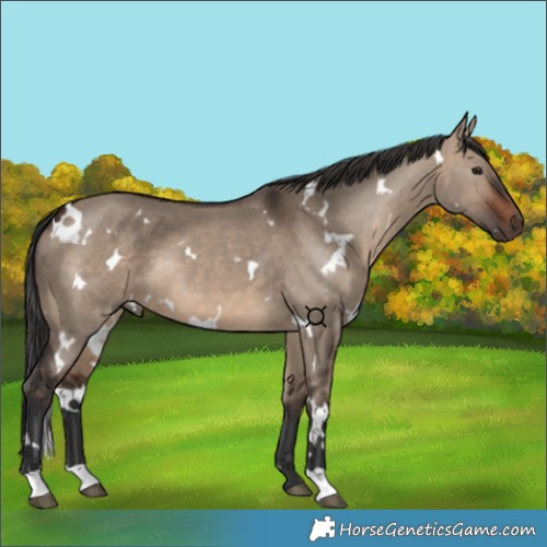 Horse Color:White Spotted Brown Dun 
