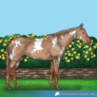 Horse Color:White Spotted Red Dun 