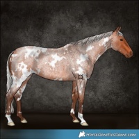 Horse Color:White Spotted Silver Bay Roan 