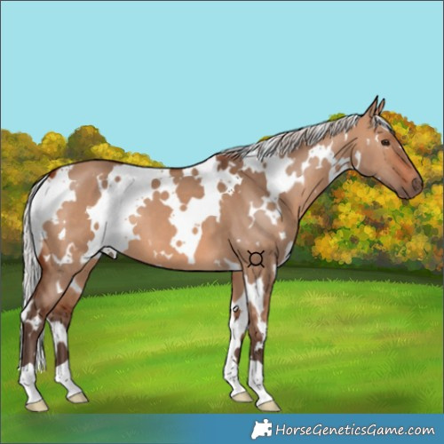 Horse Color:White Spotted Silver Brown Dun 