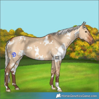 Horse Color:White Spotted Silver Bay Dun