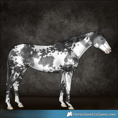 Horse Color:Black Splash Tobiano Rabicano
