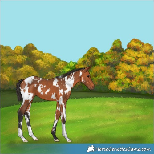 Horse Color:White Spotted Bay 