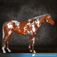 Horse Color:White Spotted Silver Bay 