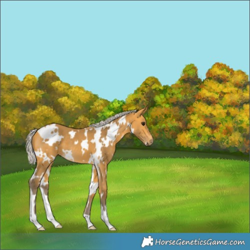 Horse Color:White Spotted Silver Buckskin 