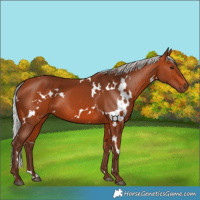 Horse Color:White Spotted Silver Bay 