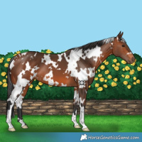 Horse Color:White Spotted Bay 