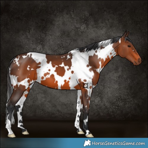 Horse Color:White Spotted Brown 