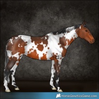 Horse Color:White Spotted Brown 