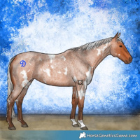 Horse Color:White Spotted Silver Bay Roan 
