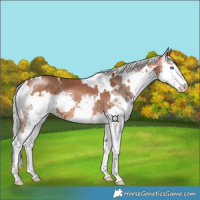 Horse Color:White Spotted Silver Bay Sabino Splash 