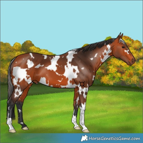Horse Color:White Spotted Bay 