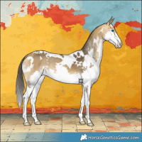 Horse Color:White Spotted Buckskin Splash 