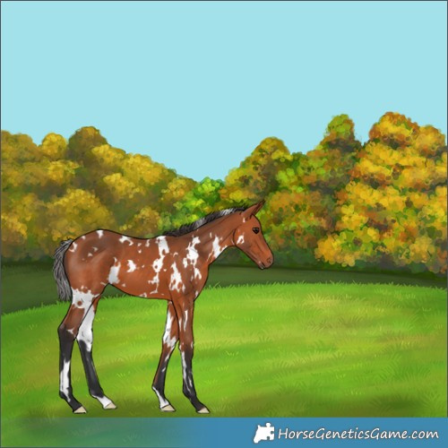 Horse Color:White Spotted Bay 