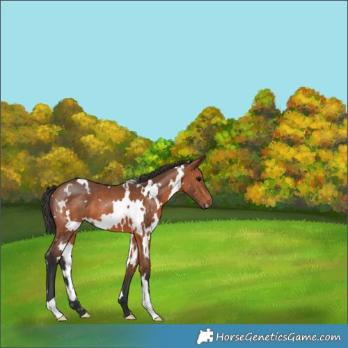Horse Color:White Spotted Bay 