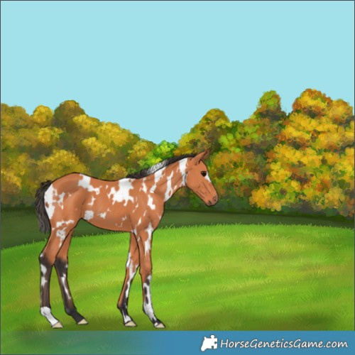 Horse Color:White Spotted Bay 