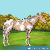 Horse Color:White Spotted Silver Amber Champagne