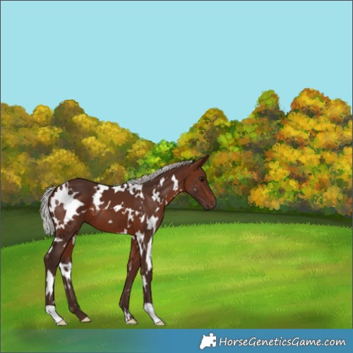 Horse Color:White Spotted Silver Brown 