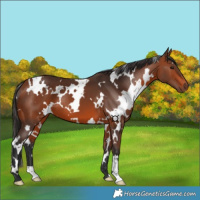 Horse Color:White Spotted Bay 