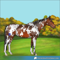 Horse Color:White Spotted Bay 