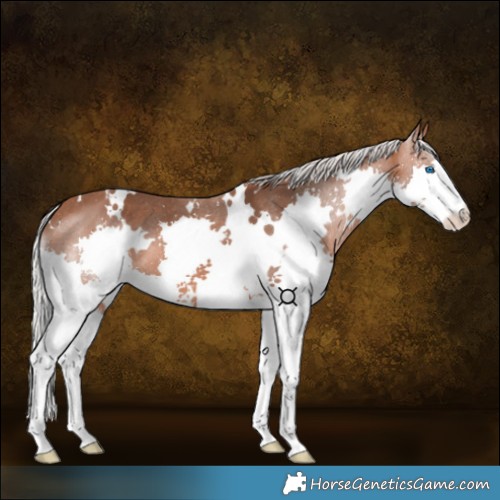 Horse Color:White Spotted Silver Brown Splash Varnish