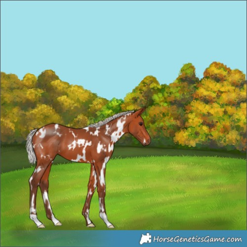 Horse Color:White Spotted Silver Bay 