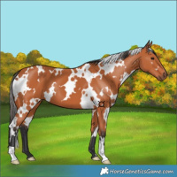 Horse Color:White Spotted Bay 