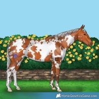 Horse Color:White Spotted Silver Bay 