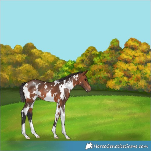 Horse Color:White Spotted Bay 