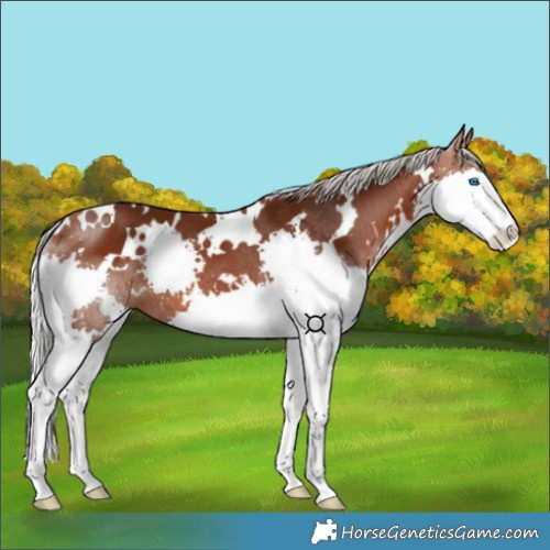 Horse Color:White Spotted Silver Brown Splash