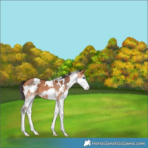Horse Color:White Spotted Bay Splash 