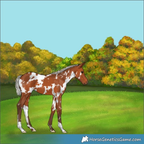 Horse Color:White Spotted Silver Bay 