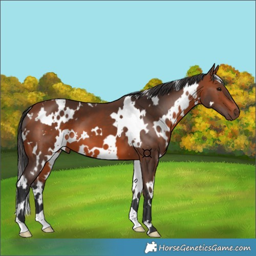 Horse Color:White Spotted Bay 
