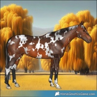 Horse Color:White Spotted Brown 