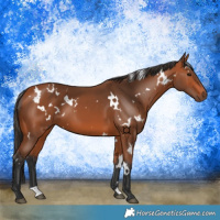 Horse Color:White Spotted Bay 