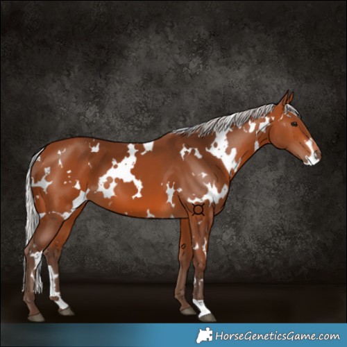 Horse Color:White Spotted Silver Brown 