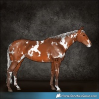 Horse Color:White Spotted Silver Brown