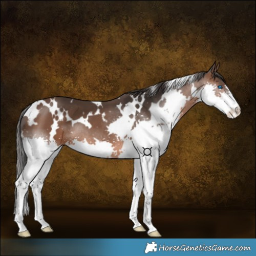 Horse Color:White Spotted Brown Splash