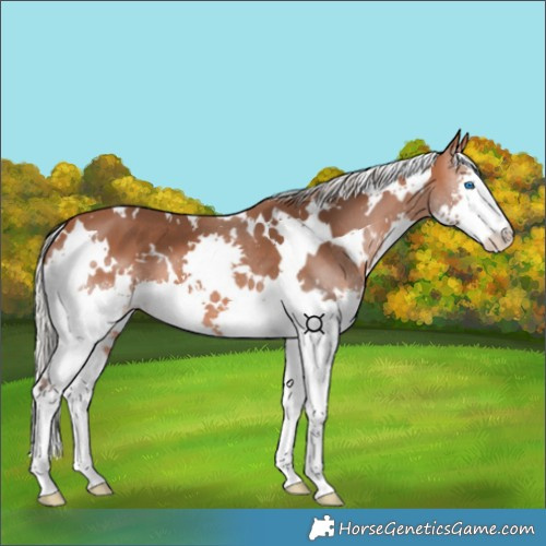 Horse Color:White Spotted Silver Bay Splash