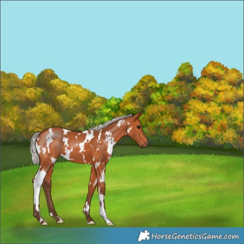Horse Color:White Spotted Silver Bay 