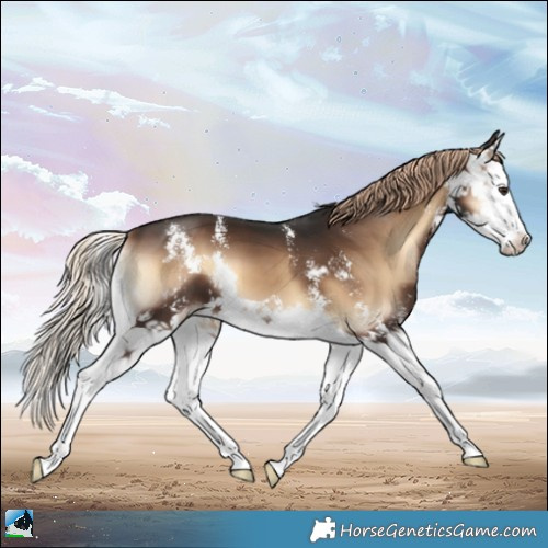 Horse Color:Liver Red Onyx Sabino Splash 